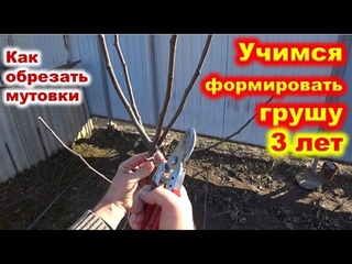 ФОРМИРОВКА КРОНЫ у ГРУШИ 3 лет. Что делать с рогаткой