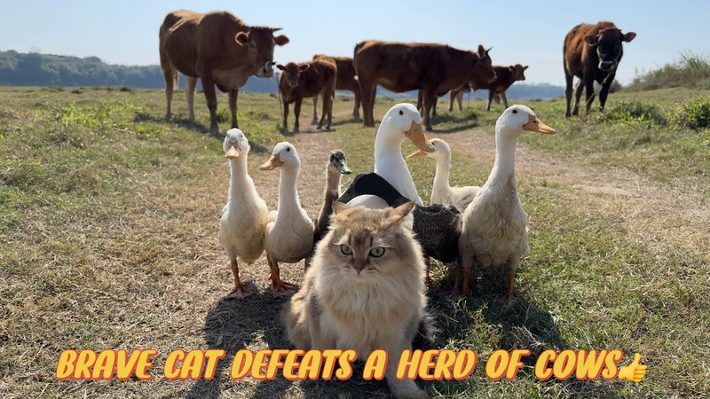 Stunned Brave kittens beat a herd of cows like lions Take mother duck and duckling on a