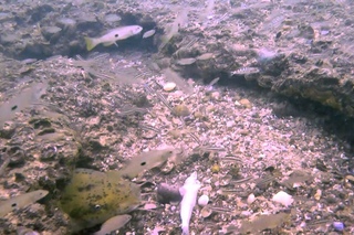 Feeding wild frontosas and others in Lake Tanganyika