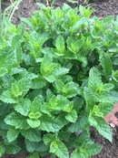 мята марокканская кучерявая. мята марокканиш минце. мята колосистая (mentha spicata) weinminze. мята колосистая спиката мороккан. мята курчавая "mentha crista".