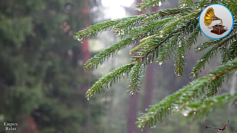 Sound of rain, sound of falling drops. 1 hour rain noise for study, or