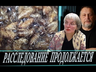 Сверчковая атака // Сверчки арестованы на таможне (Т. Валяева и Е. Варшавский)