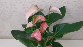 #ЦветыВместе Anthurium joli pulse Антуриум джоли пульс 12/45