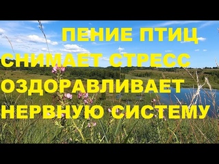ПЕСНИ СОЗДАННЫЕ ПТИЦАМИ ОЗДОРАВЛИВАЮТ НЕРВНУЮ СИСТЕМУ,СОЗДАЮТ ГАРМОНИЮ И ПОКОЙ В ДУШЕ