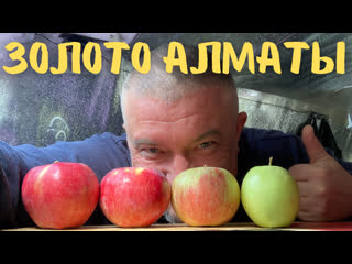 Кто не пробовал - я не виноват! Знаменитые Алматинские Яблоки! #казахстан #алматы #vanlife