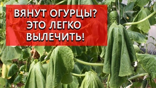 Почему вянут огурцы Что делать Как лечить фузариоз