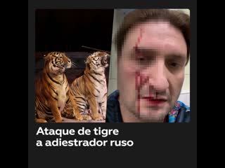 Un tigre lastima al adiestrador ruso Edgard Zapashny