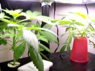 aerogarden marijuana grow ( g-13 ) week 4