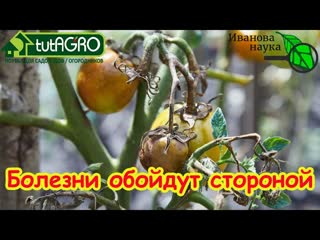 ОТ ЭТОГО ОБЫЧНОГО ПРОДУКТА ФИТОФТОРА ГИБНЕТ МГНОВЕННО! Фитофтора не появится, если будете делать ТАК