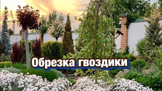 ГВОЗДИКА / УХОД за гвоздикой/ ОБРЕЗКА