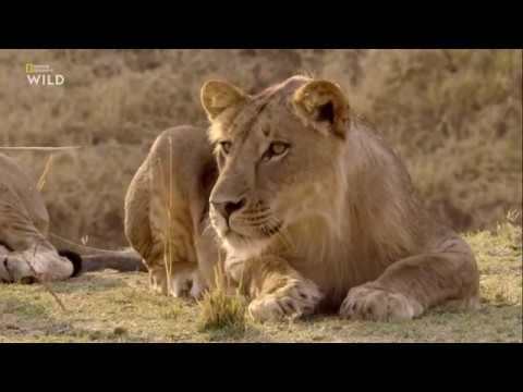 Nat Geo Wild: Африканские охотники 2 сезон 1 серия Испытания