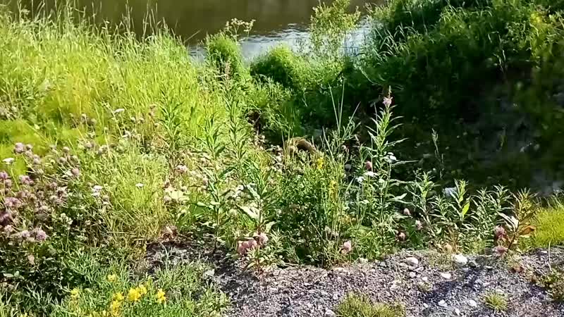 ГЕРА спустилась вниз, чтобы попить