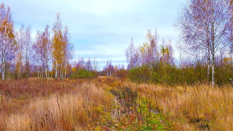 Сalming atmosphere of nature, Autumn fields in deep autumn. A journey into awareness, ambient