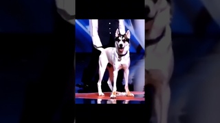 Man transforms into a Dog on AGT (America's got talent) Duo Schumacher #AGT #americagottalent#magic