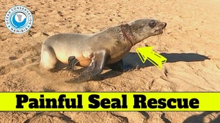 Painful Seal Rescue