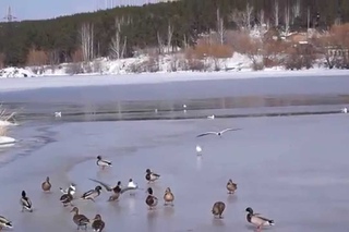 Весна... Чайки... Утки... Прилетевшие... Екатеринбург, река Патрушиха.