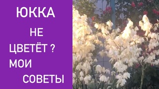 ЮККА НЕ ЦВЕТЁТ  МОИ СОВЕТЫ