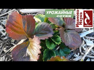 Покраснели листья у клубники - земляники. Чем помочь, чтобы не лишиться урожая
