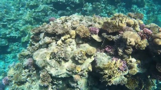 SIVA SHARM - ШОКРИФ ЖИВЫЕ КОРАЛЛЫ ОБЗОР+ПЛЮСЫ ДЕШЕВОГО ОТЕЛЯ ШАРМА #sivasharm #обзор #стрим