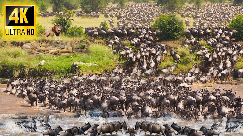 4 K African Wildlife: Masai Mara National Reserve Beautiful African Wildlife With Real Sounds 4