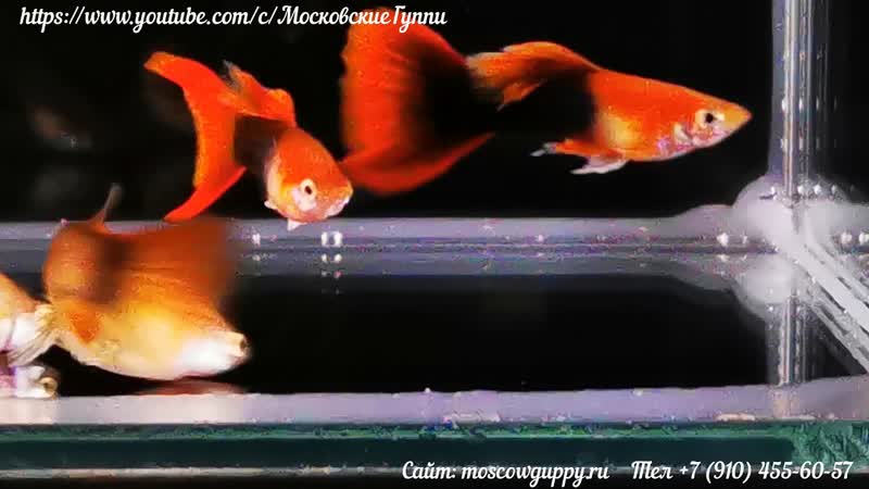 GUPPY TUXEDO RED Линия Чемпионов WGC