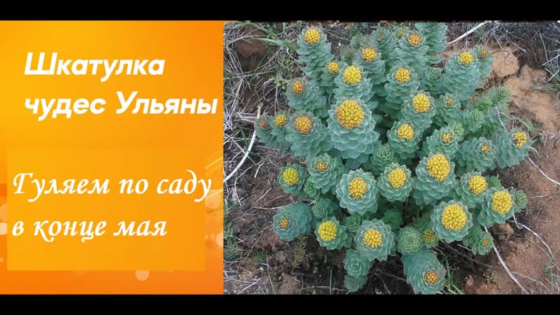 Погуляем по моему саду. Что сейчас цветет Что съела моя
