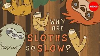 Why are sloths so slow? - Kenny Coogan
