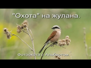 Фотоохота с Альбертом. Охота на жулана.