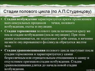 Половой цикл самок животных