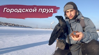 Гоша бросил нас и улетел домои