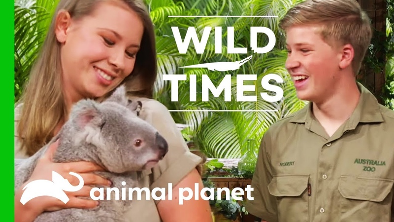 Meet Dexter The Cuddly Koala , Wild
