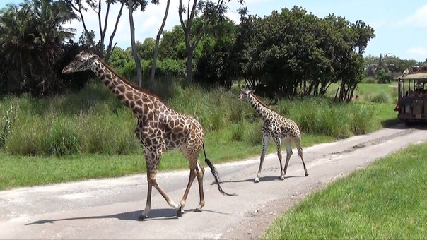 Kilimanjaro Safaris FULL Ride at Disneys Animal Kingdom, Front Row POV, Lots of Animal