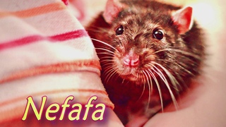 ♪ChillMix ♪1 HOUR ♪ Waiting for Mirale Nefafa ♪ ♪♪ Sherly xlarve
