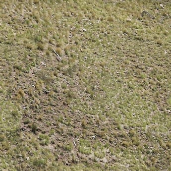 DG rocky mountain grass texture 2