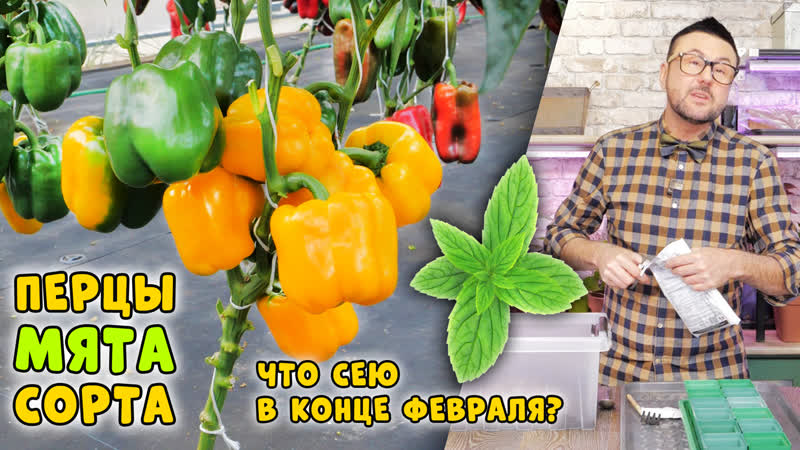Когда же сеять сладкий перец, Супер сорта, Комнатная