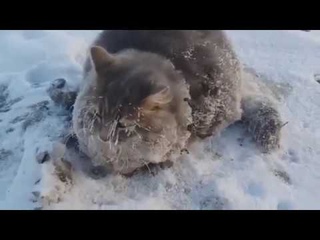 Семейная пара спасла Кота в -45 градусов, Якутск