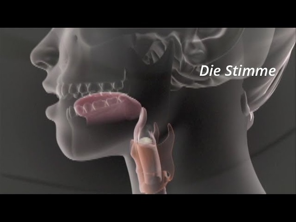Trailer Die Stimme ( DVD) Einblicke in die physiologischen Vorgänge beim Singen und