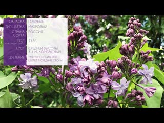 Лучшие сорта сирени в ботсаду МГУ. Саженцы сирени в Москве