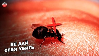 ОКАЗЫВАЕТСЯ МУХА МОЖЕТ ОПРЕДЕЛИТЬ ВАШЕ МЕСТО РАЙ ИЛИ АД \ ТЫ ЭТО ЗНАЛ
