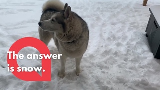 Husky dog shakes his head no and refuses to come inside from the snow | SWNS