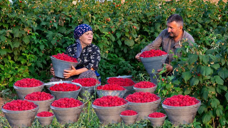Сбор Малины и Приготовление Заготовок на
