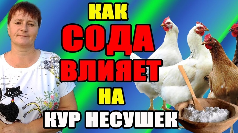 Как СОДА влияет на кур несушек. Как правильно применять