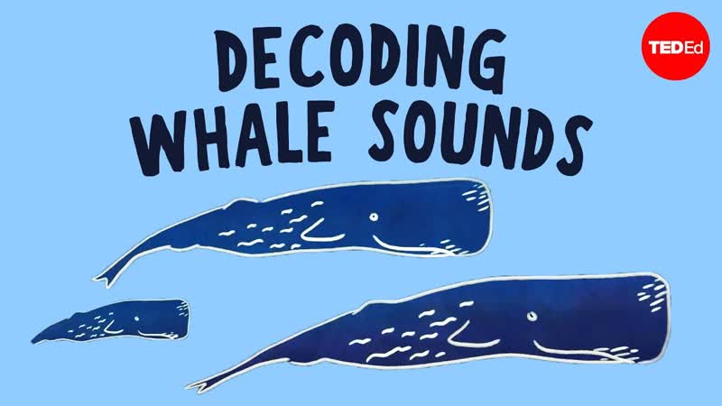 How does whale communication work David Gruber and Shane