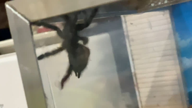 Видео от Syntheticx