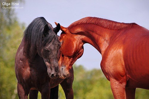 Ирина Сорнева | Москва