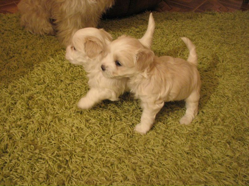 Марьяна Квиткова | Кропивницкий / Кировоград