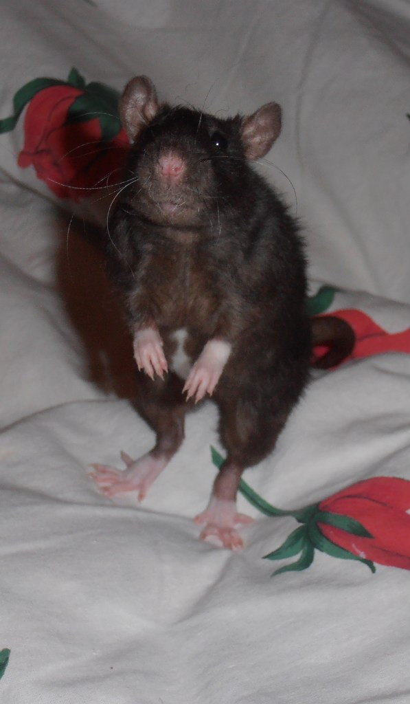 Светлана Ульянова | Санкт-Петербург