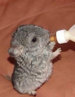 Дмитрий Лещенко | Goleniów