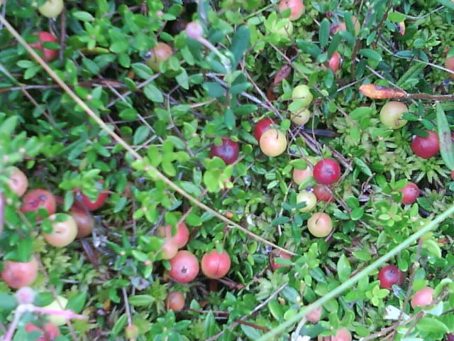 Ольга Волкова | Пола