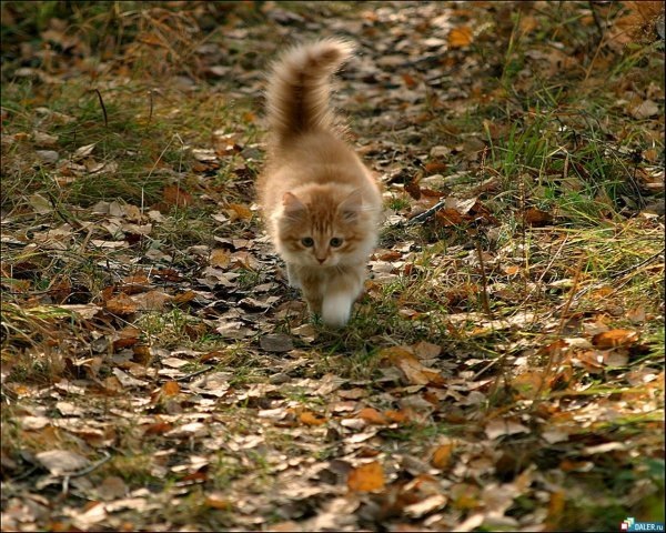 №12, Ирина Рыжкова №12, Ирина Рыжкова